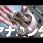 凶暴すぎるアナコンダの赤ちゃんを飼い始めました(YouTube)