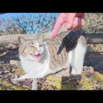 可愛い声のキジシロ猫が足元でニャンニャン鳴いて甘えてきた(YouTube)