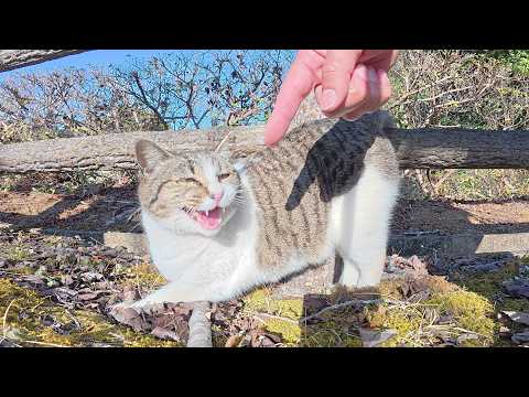 可愛い声のキジシロ猫が足元でニャンニャン鳴いて甘えてきた(YouTube)