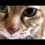 姉猫が好きすぎる妹猫は気づけば側に…視線が熱い妹猫(YouTube)