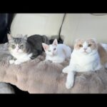 真冬に暖房が壊れて猫たちと避難する事になりました。(YouTube)