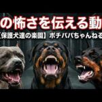 パワーブリード・狩猟犬・牧羊犬の恐怖‼️(YouTube)