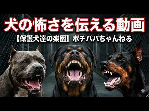 パワーブリード・狩猟犬・牧羊犬の恐怖‼️(YouTube)