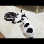 「くつろぐ邪魔やな」と思う猫と「掃除の邪魔やな」と思うルンバ(YouTube)