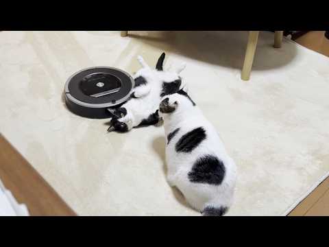 「くつろぐ邪魔やな」と思う猫と「掃除の邪魔やな」と思うルンバ(YouTube)