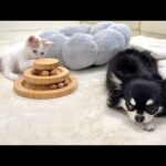 子猫と仲良くなりたくてはるばる会いに来たのに無視され続けた犬がこうなっちゃいました…(YouTube)