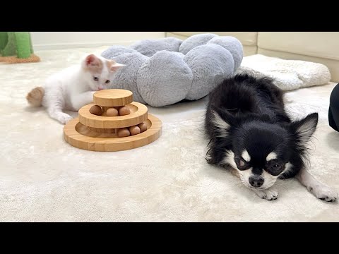 子猫と仲良くなりたくてはるばる会いに来たのに無視され続けた犬がこうなっちゃいました…(YouTube)