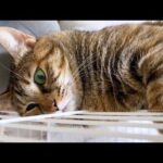 怒らない麦わら猫ですがどうしても譲れない時はこうなります…(笑)(YouTube)