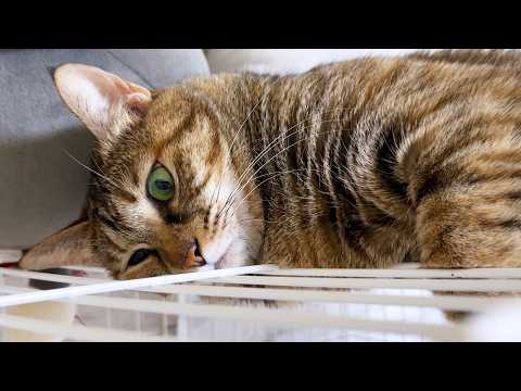 怒らない麦わら猫ですがどうしても譲れない時はこうなります…(笑)(YouTube)