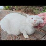 約1年ぶりに会った白猫ちゃんが喉を鳴らしながらモフられにきた(YouTube)
