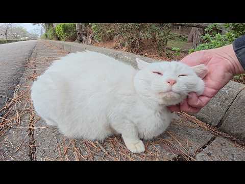 約1年ぶりに会った白猫ちゃんが喉を鳴らしながらモフられにきた(YouTube)