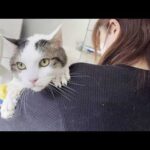 「オデコを洗うって言うてましたやん」と思いつつ大人しく洗われる太めの猫(YouTube)
