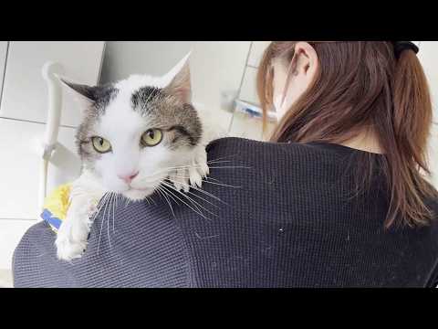 「オデコを洗うって言うてましたやん」と思いつつ大人しく洗われる太めの猫(YouTube)