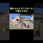 猫ちゃんとテニスボールで遊んでみた #猫 #ねこ #cat(YouTube)