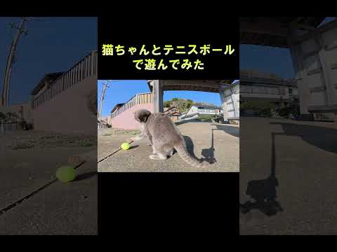 猫ちゃんとテニスボールで遊んでみた #猫 #ねこ #cat(YouTube)