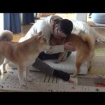 お泊まり会中にパパが…そんな時柴犬は優しく寄り添いました(YouTube)