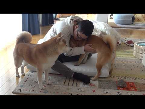 お泊まり会中にパパが…そんな時柴犬は優しく寄り添いました(YouTube)