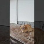 茶トラ猫ちゃん何か言ってます(YouTube)