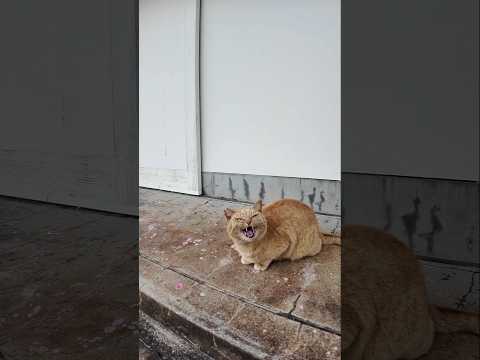 茶トラ猫ちゃん何か言ってます(YouTube)