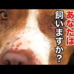 【パワーブリード】飼う理由を明確に言語化できますか？(YouTube)