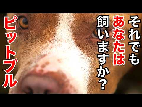 【パワーブリード】飼う理由を明確に言語化できますか？(YouTube)