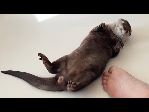 子供誘導員に誘導されるカワウソと猫 A otter and a cat being guided by a child guide(YouTube)