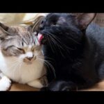 大好きすぎる姫猫に一所懸命尽くす弟猫くんだけど…やっぱりこうなります(笑)(YouTube)