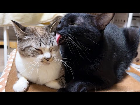 大好きすぎる姫猫に一所懸命尽くす弟猫くんだけど…やっぱりこうなります(笑)(YouTube)