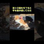 茶シロ猫をモフると手を舐め返してきた #猫 #ねこ #cat(YouTube)