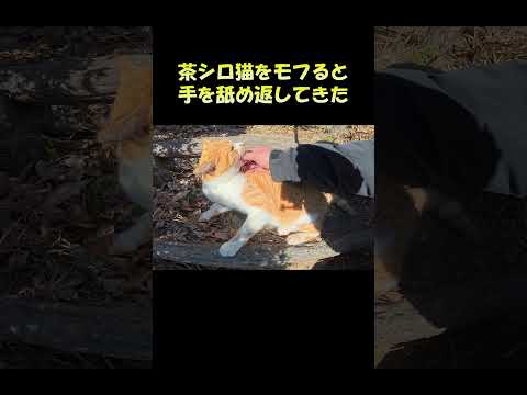 茶シロ猫をモフると手を舐め返してきた #猫 #ねこ #cat(YouTube)