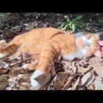 ドロボー髭の茶シロ猫が元気な声で「モフってくれ！」と要求してきた(YouTube)