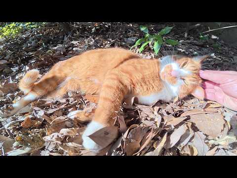 ドロボー髭の茶シロ猫が元気な声で「モフってくれ！」と要求してきた(YouTube)