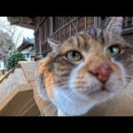 お寺で出会った三毛猫、撫でたらゴロゴロ甘え始めて尊すぎた…(YouTube)