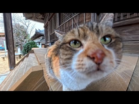 お寺で出会った三毛猫、撫でたらゴロゴロ甘え始めて尊すぎた…(YouTube)