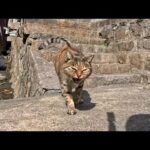 お寺の細道を歩いていたら階段の上から猫がモフられに降りてきた(YouTube)
