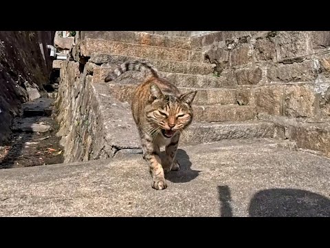 お寺の細道を歩いていたら階段の上から猫がモフられに降りてきた(YouTube)