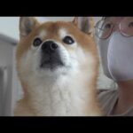 実家に行ったら大変なことになってました。(YouTube)