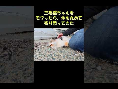 三毛猫ちゃんをモフったら、体を丸めて寄り添ってきた #猫 #ねこ #cat(YouTube)