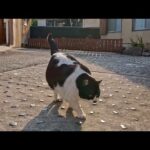 民宿・食事処と書いてあったのでちょっと中を覗いてみたら猫の女将さんが挨拶に出てきてくれた(YouTube)