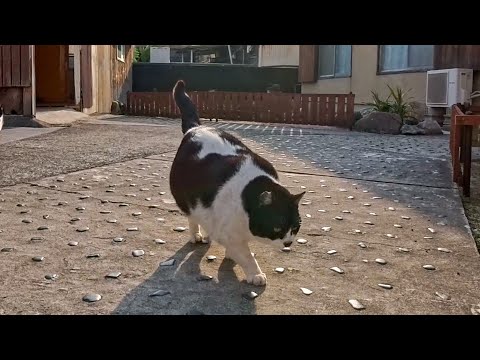 民宿・食事処と書いてあったのでちょっと中を覗いてみたら猫の女将さんが挨拶に出てきてくれた(YouTube)