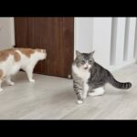 可愛がってた新入り子猫が急にいなくなったら心配症の先輩猫たちがこうなっちゃいました…(YouTube)