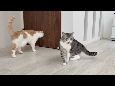 可愛がってた新入り子猫が急にいなくなったら心配症の先輩猫たちがこうなっちゃいました…(YouTube)