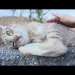 甘えん坊の灰色猫がお腹を見せて「帰らないで！」と追いかけてきた(YouTube)