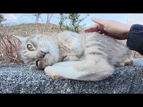 甘えん坊の灰色猫がお腹を見せて「帰らないで！」と追いかけてきた(YouTube)
