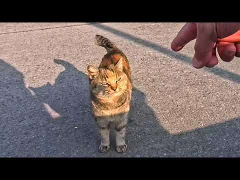 猫島で防波堤に座ると猫達が駆け寄ってきた(YouTube)