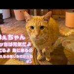 おねえちゃん オレッちは元気  妹に会うの楽しみだからね  待ってるニャン  2026 02 01 1(YouTube)