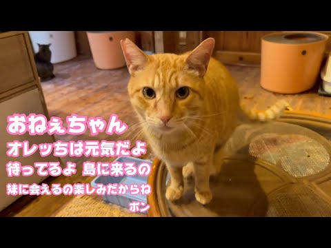 おねえちゃん オレッちは元気  妹に会うの楽しみだからね  待ってるニャン  2026 02 01 1(YouTube)