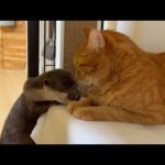 カワウソと追いかけっこしていたら猫に浮気されてしまった While playing chase with the otter, the otter got cheated on by the cat.(YouTube)