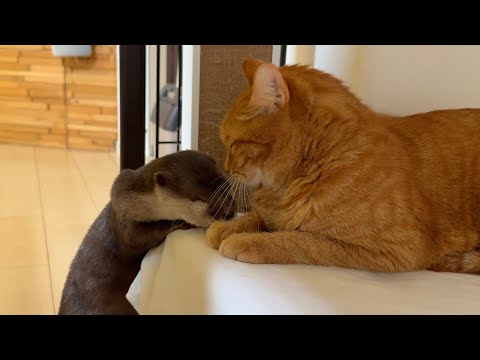 カワウソと追いかけっこしていたら猫に浮気されてしまった While playing chase with the otter, the otter got cheated on by the cat.(YouTube)