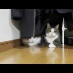 無邪気に遊ぶモフモフ猫と自由気ままなモチモチ猫(YouTube)